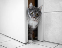 Curious Blue Tabby White Maine Coon Cat Entering Bath Room Through Narrow Door Gap Looking Surprised