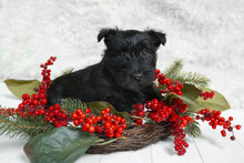 Scottish Terrier Puppy Posing. Cute Black Doggy Or Pet Playing With Christmas And New Year Decoration. Looks Cute. Studio Photoshot. Concept Of Holidays, Festive Time, Winter Mood. Negative Space.