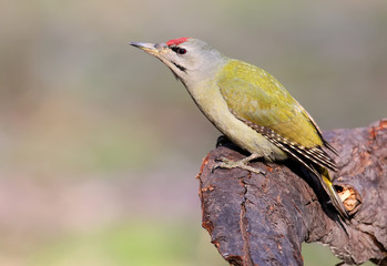 Close up portrait of grey woodpecker. Male. The identifications signs of the bird and the structure of the feathers are clearly visible.