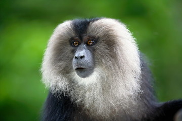 Lion Tailed Maquac, at Anamalai, Tamilnadu, India