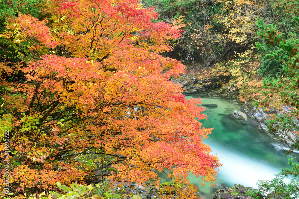長野県 阿寺渓谷の紅葉 Fototapety