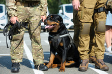 Police Dog (rottweiler) Sitting On The Ground Near Soldiers Of KORD (police Strike Force, Ukrainian SWAT)