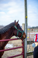 Head Of Horse With Seal Brown Coat And Green Hackamore Bridle Peers Over Fence At Person With Winter Hat