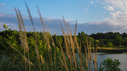 Rives du lac de Mugron, paysage du Sud-Ouest