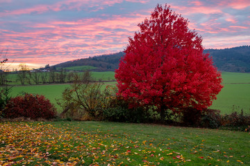 evening clouds and a red freeman maple tree