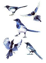  Set Of Five Images Of Magpies In Natural Poses. Watercolor Painting Of Birds In Blue Tones.