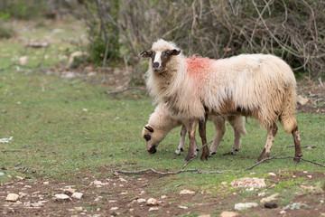 sheep and lamb gazing. Tramuntana istria cres croatia mediterranean typical sheep