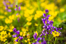 Purple Wild Flower Orchid On A Background Of Out Of Focus Yellow Flowers. Complementary Colors