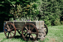 Old Wheeled Cart With Flowers In Parks