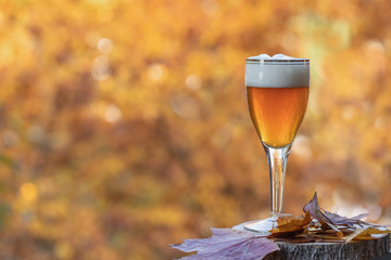 Luxury glass of  gold wheat beer on blurred autumn background 