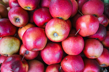 Wall Mural - Red apples background, freshly picked tasty fruits