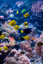 Beautiful Underwater World With  Tropical Fish