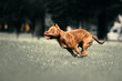 american pit bull terrier dog running outdoors