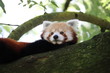 Roter Panda auf einem Baum