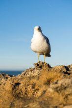 Beautiful Seagull Posing On A Rock And Looking At The Camera. Biarritz, Basque Country Of France.