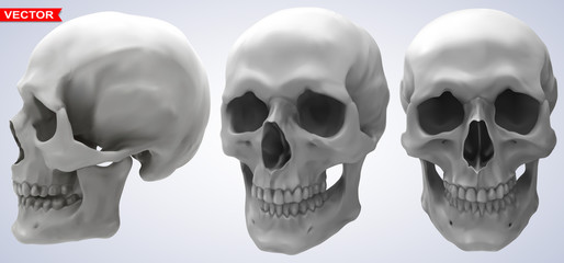 detailed graphic photorealistic black and white human skulls. on gray background. vector icon set. s