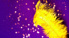 Yellow Ostrich Feathers On Purple Background With Sparkles. Chinese New Year Concept. Holiday Background For Packaging And Projects. Close-up
