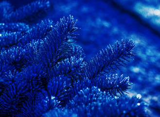 Blue textured natural background with frozen  coniferous branches.  Color of the year concept. Color of 2020 year - classic blue. Organic texture close up. Magic artistic image.