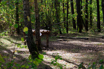 A shaky wooden table in the autumn forest among birches, bushes and fallen cones.