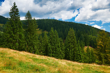 beautiful summer landscape, high spruces on hills, blue cloudy sky and wildflowers - travel destination scenic, carpathian mountains