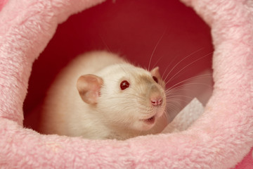 Wall Mural - funny curious white pet rat in her cozy bed