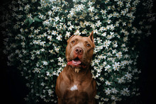 American Pit Bull Terrier Dog Portrait In A Blooming Bush