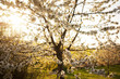 © Peter Duroy - tree blossom