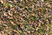 Brown Leaves On Green Grass Texture