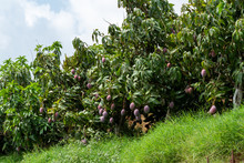 Cultivation Of Exotic Sweet Fruit Mango In Subtropical Malaga-Granada Tropical Coast Region, Andalusia, Spain, Plantations Of Mango Trees