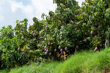 Cultivation of exotic sweet fruit mango in subtropical Malaga-Granada tropical coast region, Andalusia, Spain, plantations of mango trees