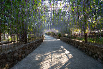 Canvas Print - alley in the park