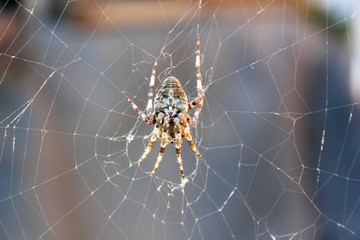huge spider cross awaits its victim on the web