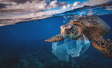 Underwater Animal A Turtle Eating Plastic Bag, Water Environmental Pollution Problem