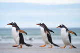 ペンギン サウンダース島