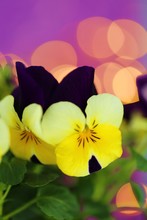  Pansy Flower.Spring Flowers. Yellow Pansies Flowers On A Purple  Delicate Background With Yellow Bokeh. Floral Spring Beautiful Background.