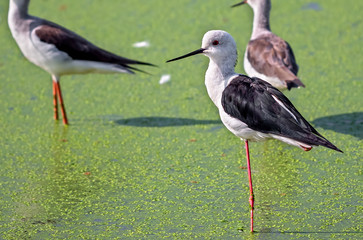 Wall Mural - Close up Group of Black Winged Stilt Standing in The Swamp