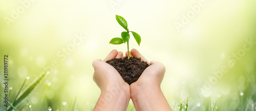 Cuadros en Lienzo Hands holding young green plant on green nature background.