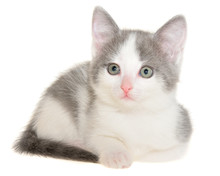 Bicolor Gray-white Small Shorthair Kitten Lie Isolated