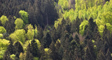 Spring landscape with mixed forest on a hill, coniferous trees and deciduous growth together in the forest Schwarzwald, Germany