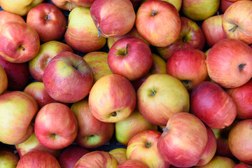 red and yellow apples background