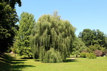Massive Old Weeping Willow Or Salix Babylonica Or Babylon Willow Tree With Dense Fresh Green Leaves Surrounded With Flowers Grass And Other Trees In Local Public Park On Warm Sunny Summer Day