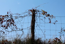 Partially Dried Crawler Plants With Brown Leaves Growing Over Old Wire Fence With Wooden Pole Surrounded With Uncut Grass On Clear Blue Sky Background