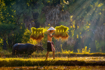 Farmers are carrying seedlings. People in the community are working together to bring rice together With the buffalo resting from the plowing behind. Life of Southeast Asia in rice fields, Thailand.