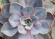 © macrossphoto - Echeveria metallicum