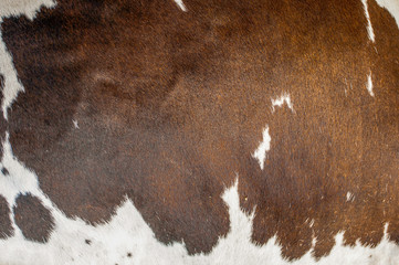 camouflage texture of fur