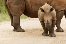 Square Lipped, White Rhino Calf Standing In Front Of Its Mom