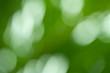 Natural green leaves background,blurred and defocused effect
