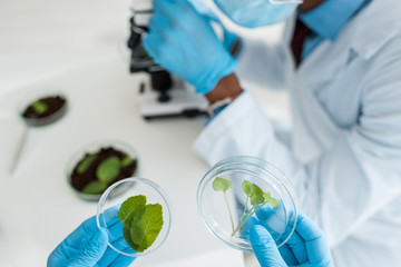 selective focus of biologist holding leaves and african american colleague using microscope