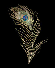 Peacock Feather On Black Background