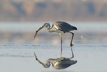 Grey Heron With Fish In Beak. Unusual Reflection On The Water.
